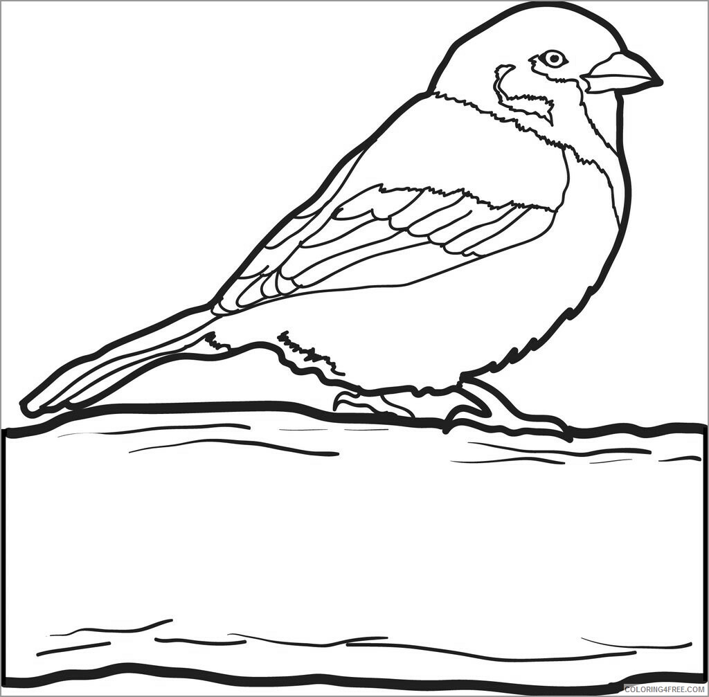 Sparrows Coloring Pages Animal Printable Sheets sparrows for kids 2021 4608 Coloring4free