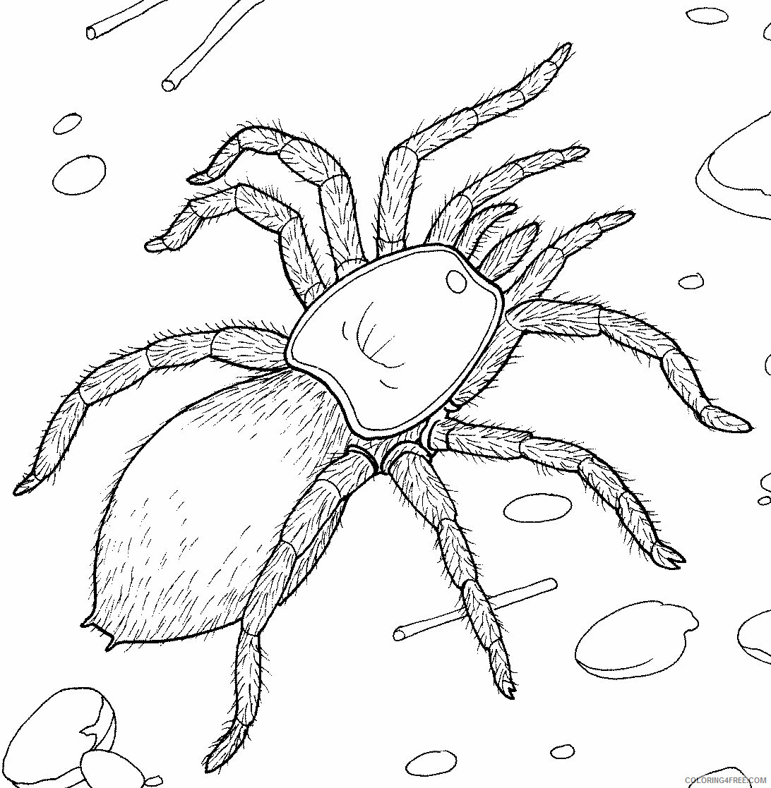 Spider Coloring Pages Animal Printable Sheets Free Spider 2021 4621 Coloring4free