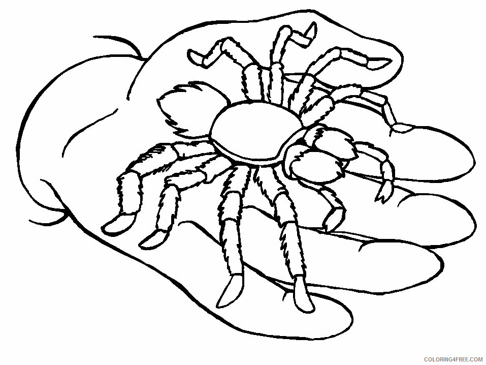 Spider Coloring Pages Animal Printable Sheets Printable Spider 2021 4626 Coloring4free