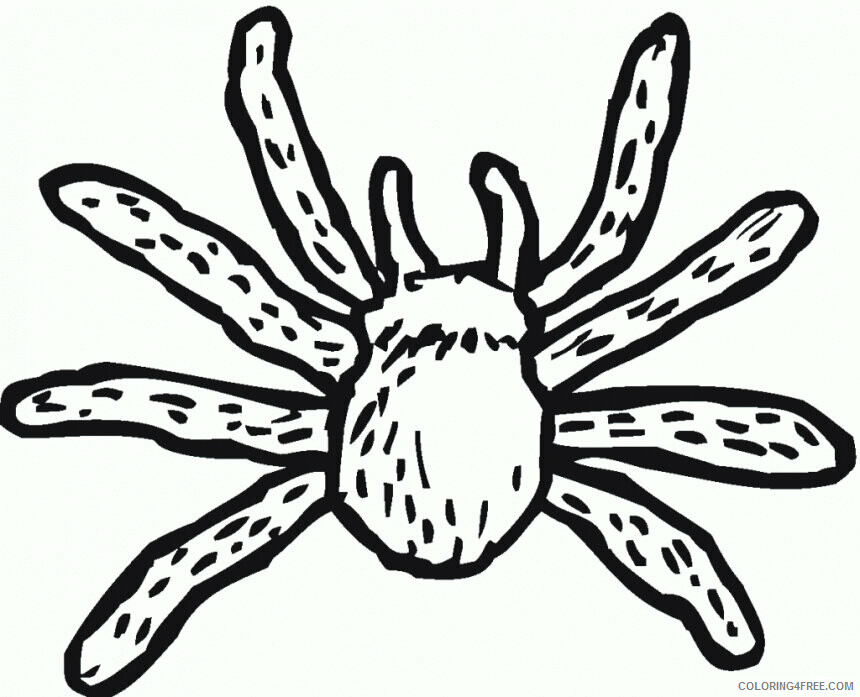 Spider Coloring Sheets Animal Coloring Pages Printable 2021 4273 Coloring4free