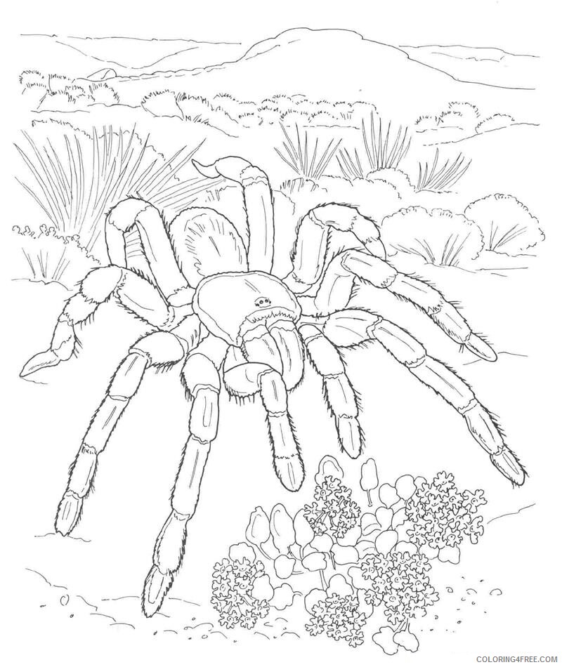 Spider Coloring Sheets Animal Coloring Pages Printable 2021 4274 Coloring4free