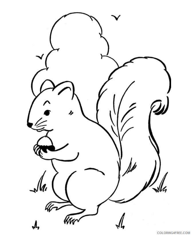Squirrel Coloring Pages Animal Printable Sheets Baby Animal Squirrel 2021 4674 Coloring4free
