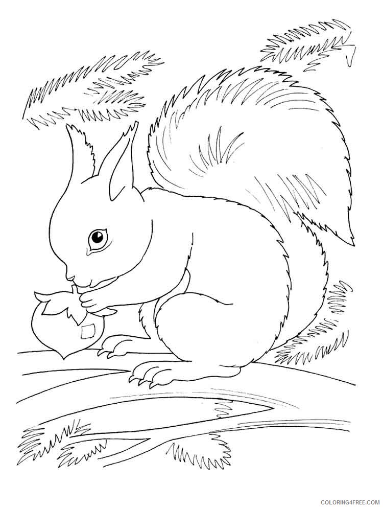 Squirrel Coloring Pages Animal Printable Sheets animals squirrel 10 2021 4676 Coloring4free