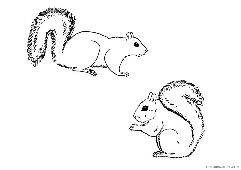 Squirrel Coloring Sheets Animal Coloring Pages Printable 2021 4313 Coloring4free
