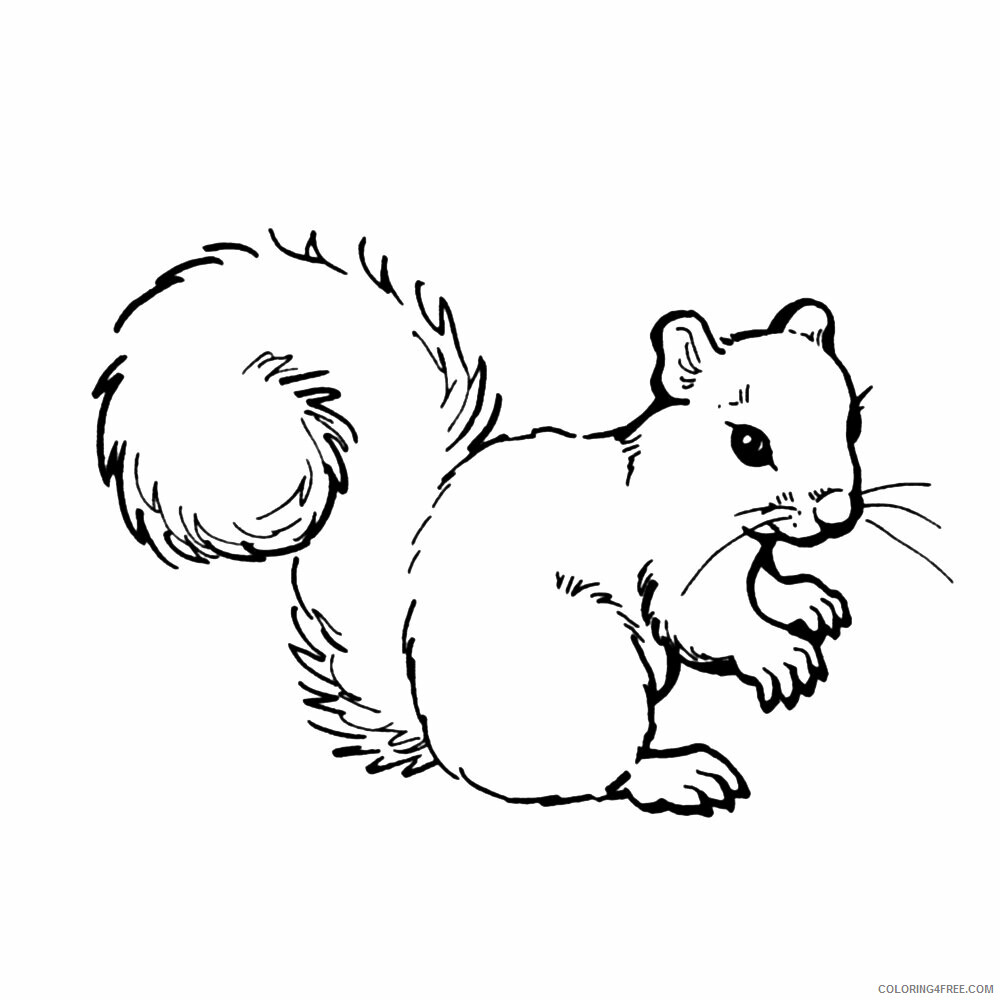 Squirrel Coloring Sheets Animal Coloring Pages Printable 2021 4332 Coloring4free