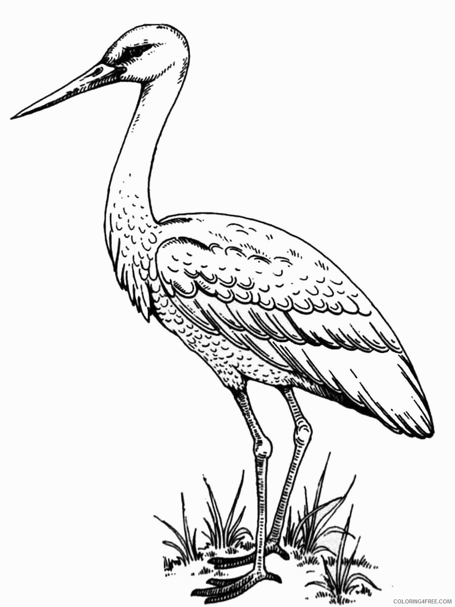Stork Coloring Pages Animal Printable Sheets storks 5 2021 4721 Coloring4free