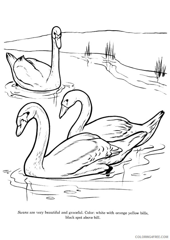 Swan Coloring Sheets Animal Coloring Pages Printable 2021 4351 Coloring4free