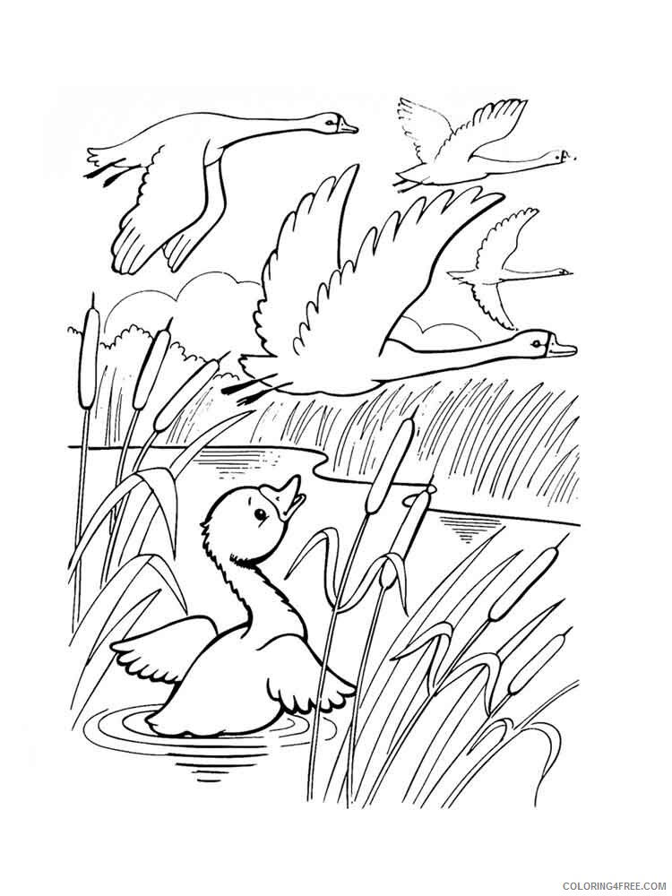 Swans Coloring Pages Animal Printable Sheets Flying Swans 2021 4733 Coloring4free