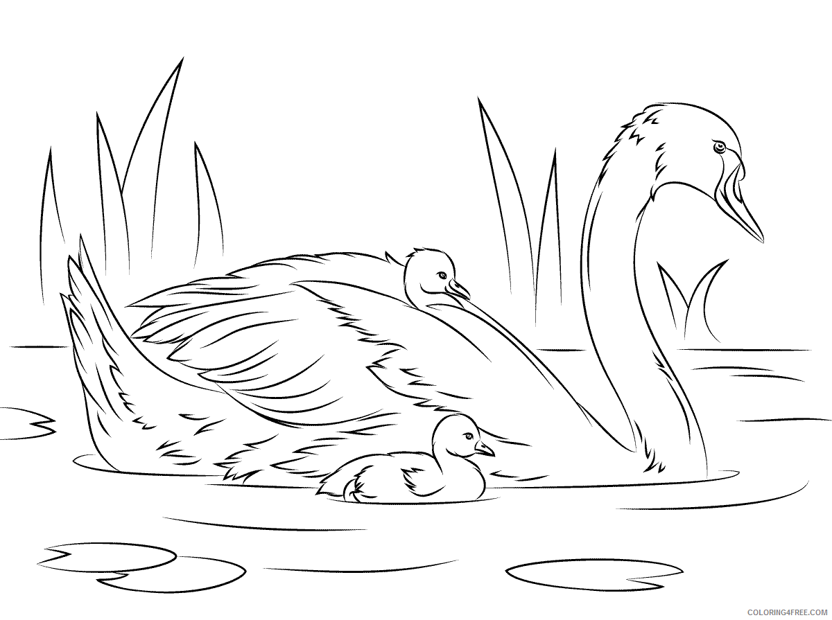 Swans Coloring Pages Animal Printable Sheets Mother and Baby Swans 2021 4734 Coloring4free