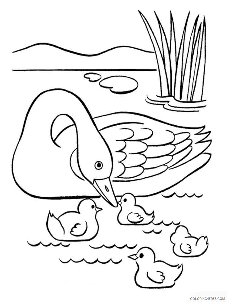 Swans Coloring Pages Animal Printable Sheets Swan and Baby Swans 2021 4737 Coloring4free