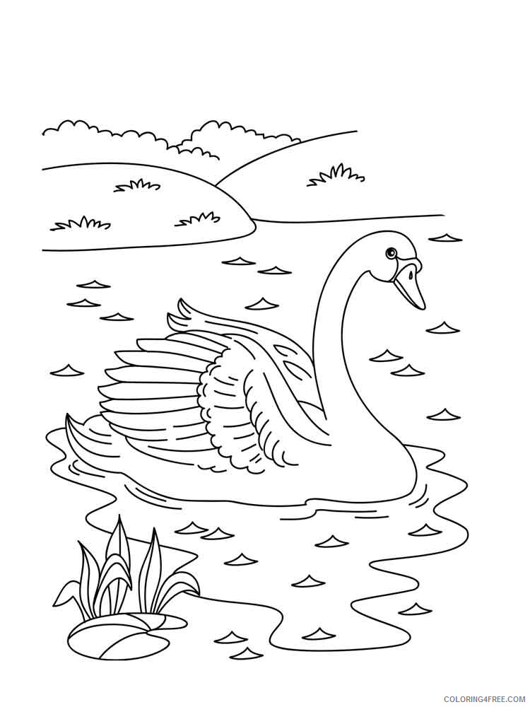 Swans Coloring Pages Animal Printable Sheets Swan in Water Scene 2021 4741 Coloring4free