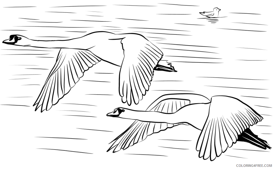 Swans Coloring Pages Animal Printable Sheets swans flying 2021 4746 Coloring4free