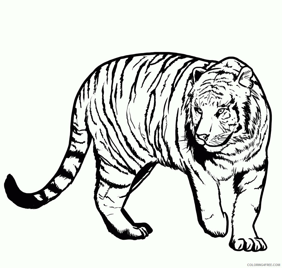 Tiger Coloring Pages Animal Printable Sheets Tiger Pictures Free 2021 4788 Coloring4free