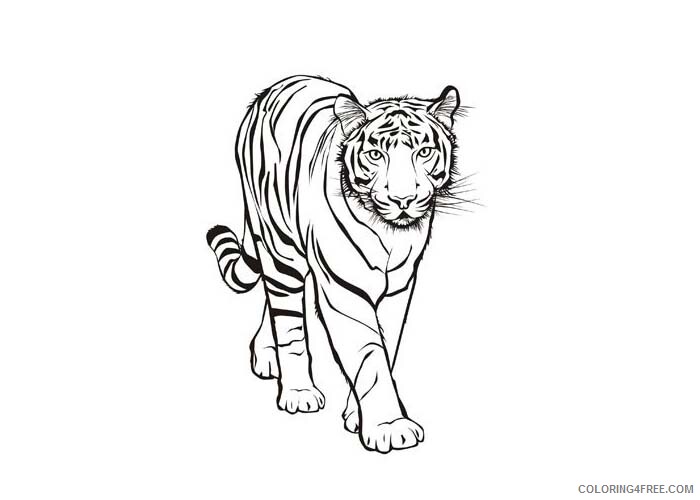 Tiger Coloring Pages Animal Printable Sheets Tigers 2 2021 4792 Coloring4free
