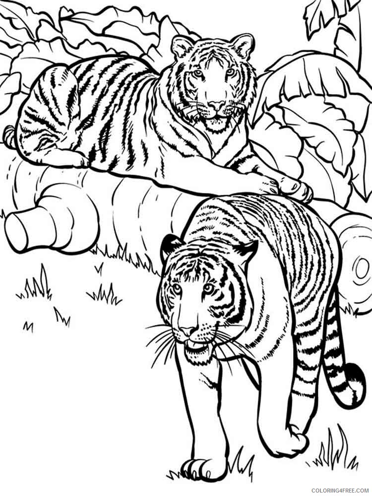 Tiger Coloring Pages Animal Printable Sheets animals tiger 9 2021 4765 Coloring4free