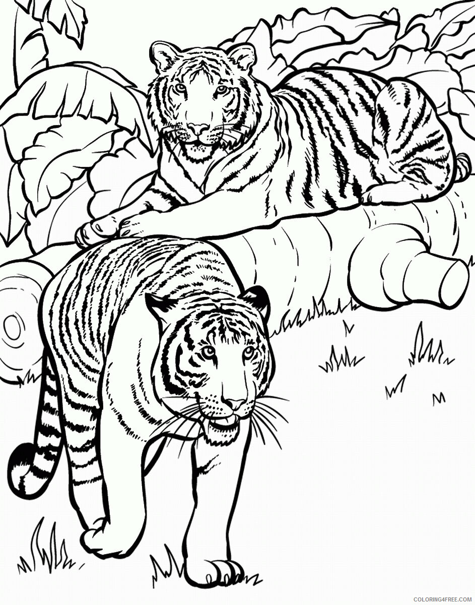Tiger Coloring Pages Animal Printable Sheets tiger_cl_18 2021 4779 Coloring4free