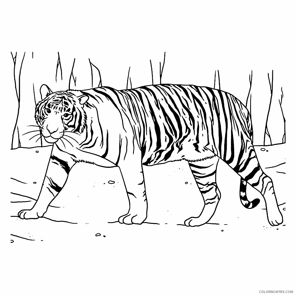 Tiger Coloring Sheets Animal Coloring Pages Printable 2021 4374 Coloring4free