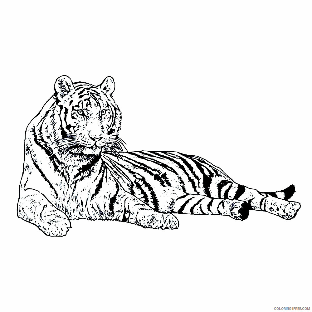 Tiger Coloring Sheets Animal Coloring Pages Printable 2021 4377 Coloring4free