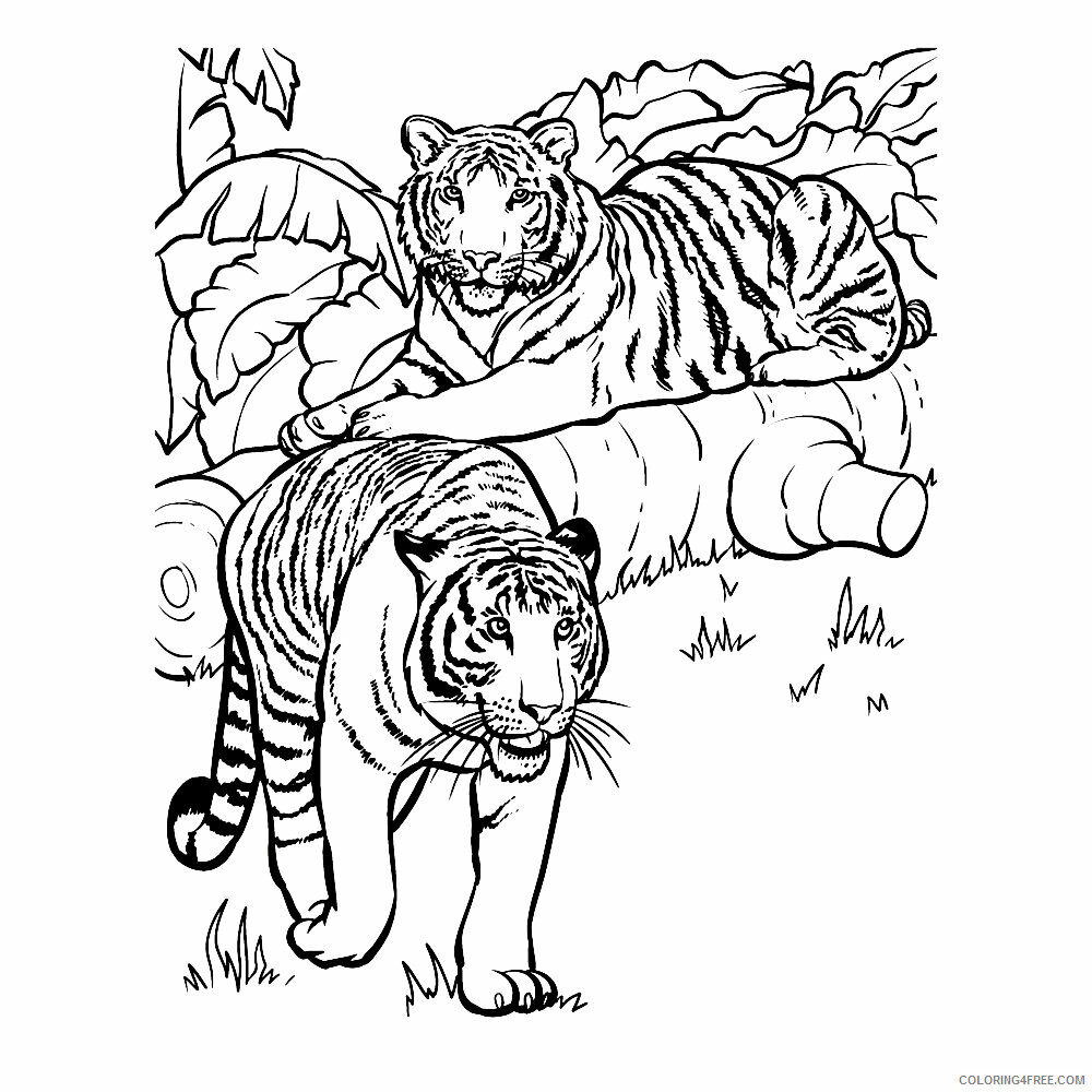 Tiger Coloring Sheets Animal Coloring Pages Printable 2021 4383 Coloring4free
