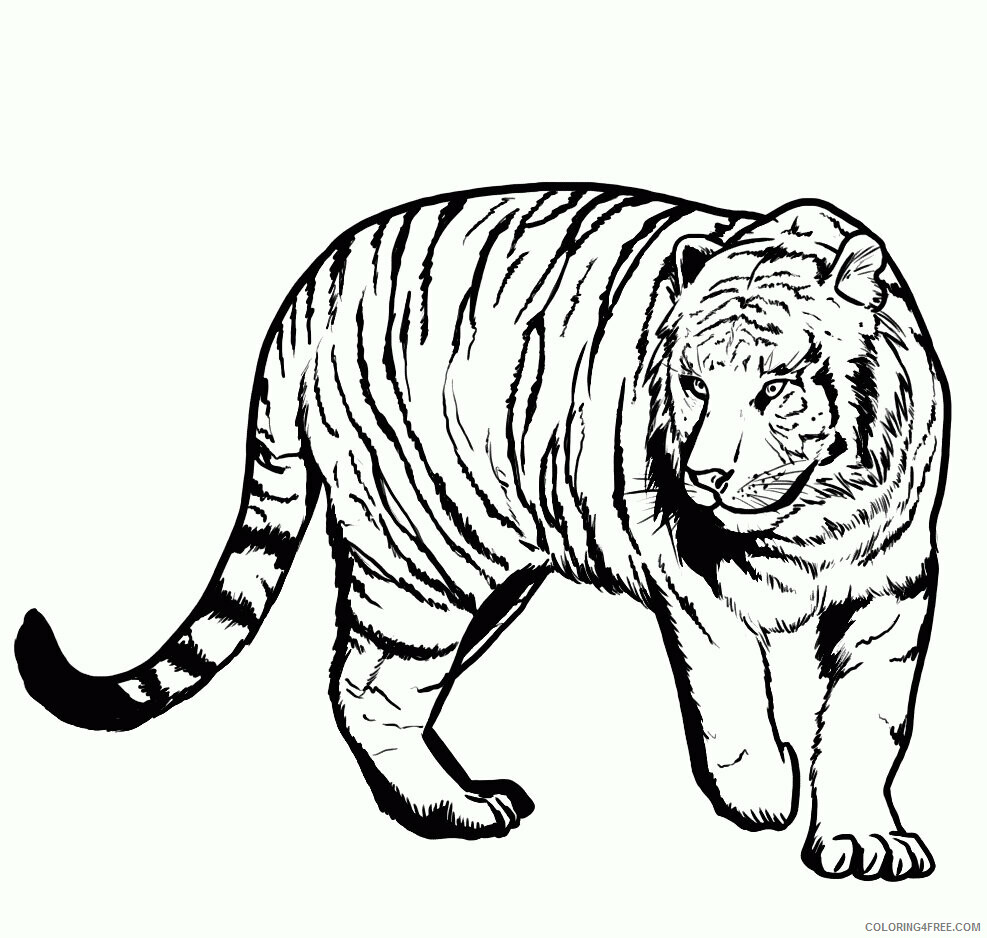 Tiger Coloring Sheets Animal Coloring Pages Printable 2021 4385 Coloring4free