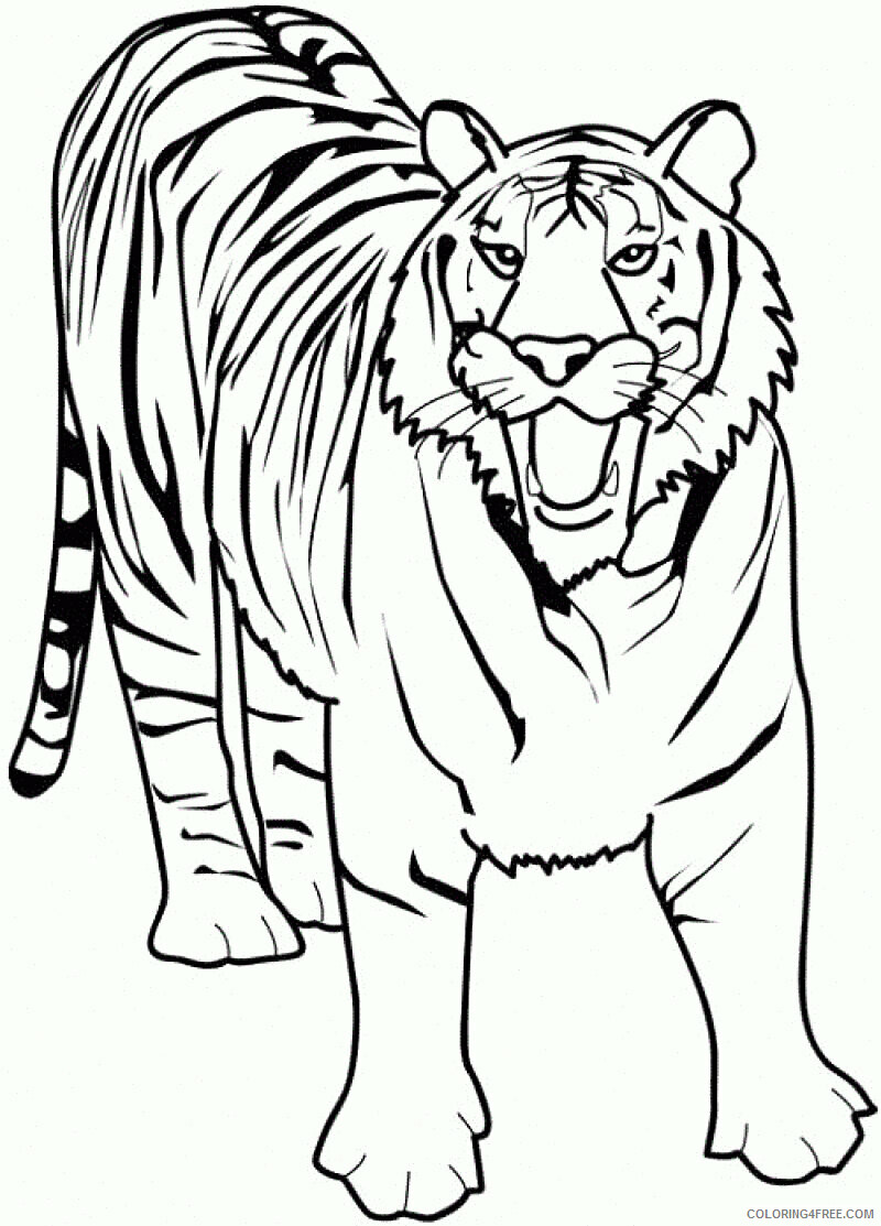 Tiger Coloring Sheets Animal Coloring Pages Printable 2021 4401 Coloring4free