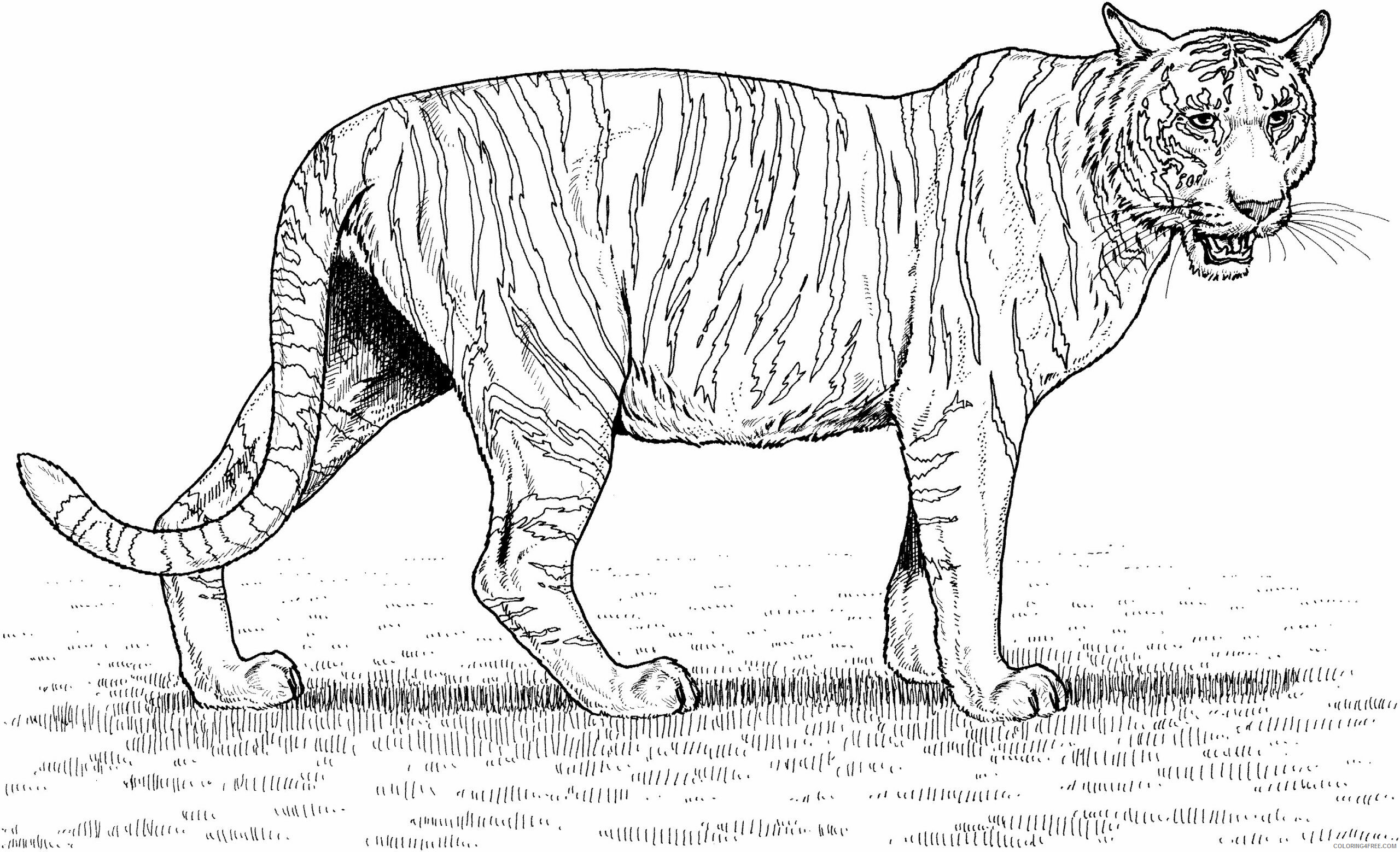 Tiger Coloring Sheets Animal Coloring Pages Printable 2021 4402 Coloring4free