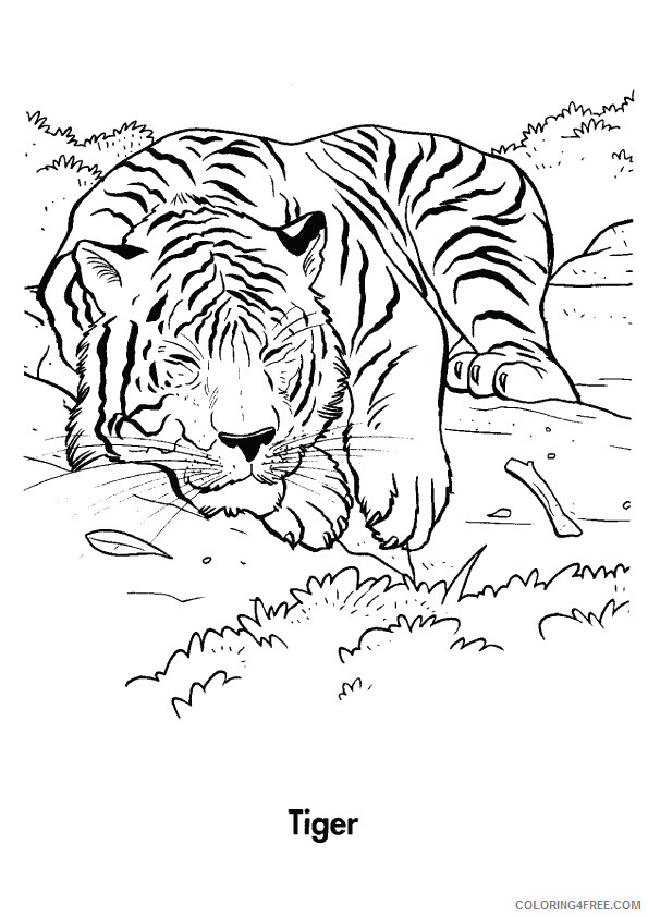 Tiger Coloring Sheets Animal Coloring Pages Printable 2021 4403 Coloring4free