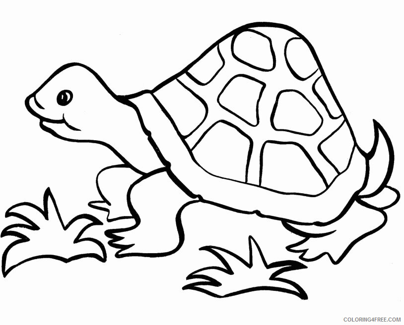 Tortoise Coloring Pages Animal Printable Sheets Printable Tortoise 2021 4802 Coloring4free