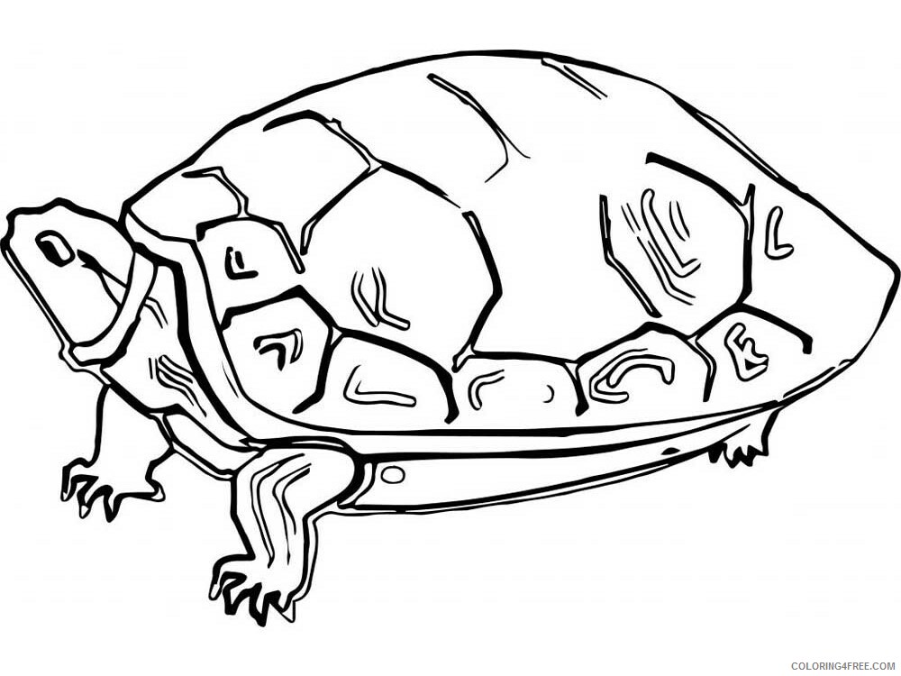 Tortoise Coloring Pages Animal Printable Sheets Tortoise 10 2021 4804 Coloring4free
