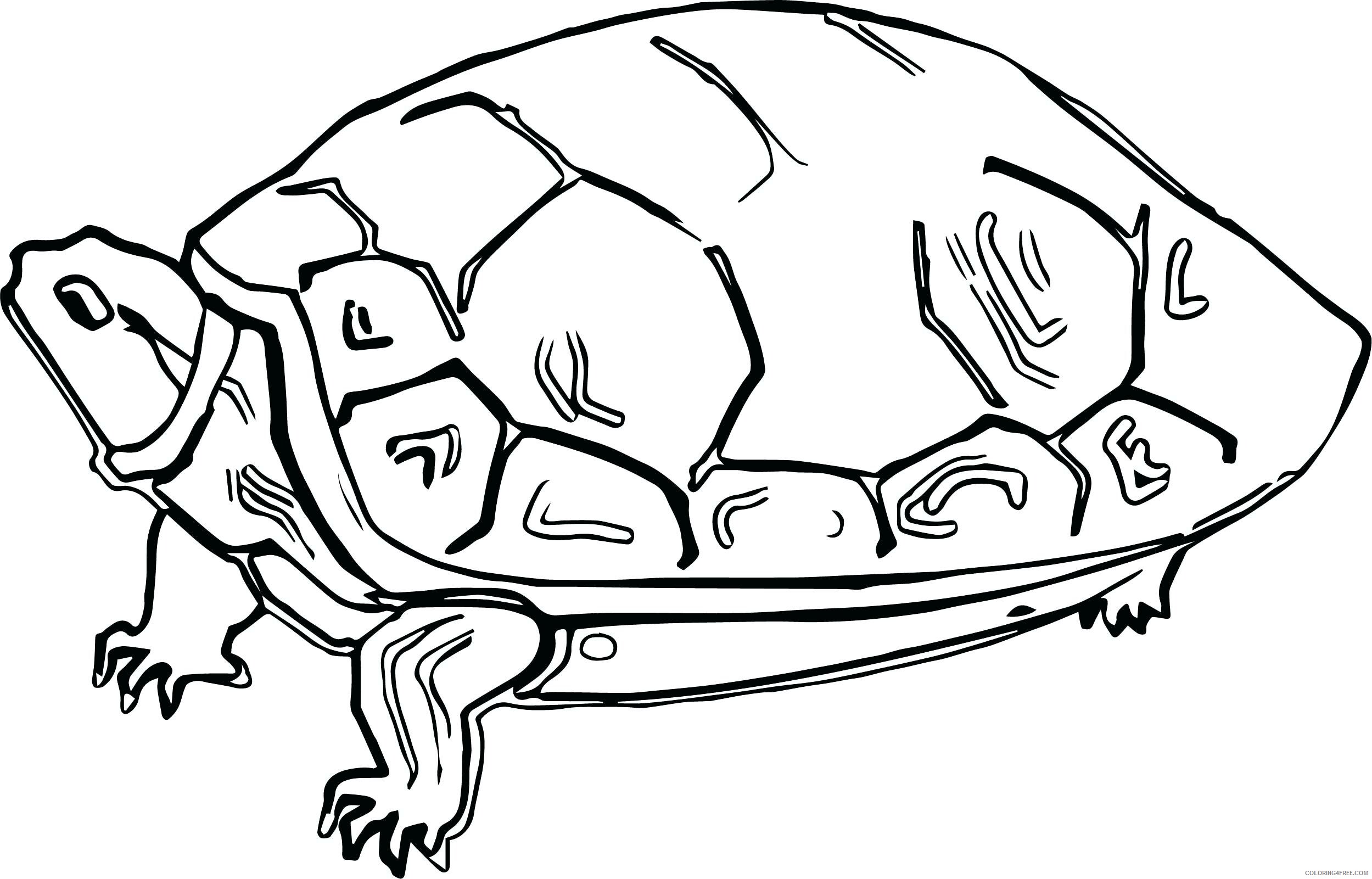 Tortoise Coloring Pages Animal Printable Sheets Tortoise 2021 4803 Coloring4free