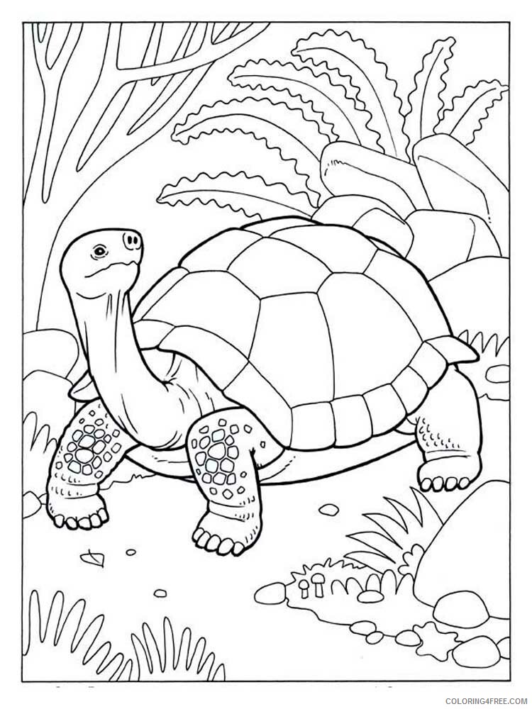 Tortoise Coloring Pages Animal Printable Sheets Tortoise 4 2021 4809 Coloring4free