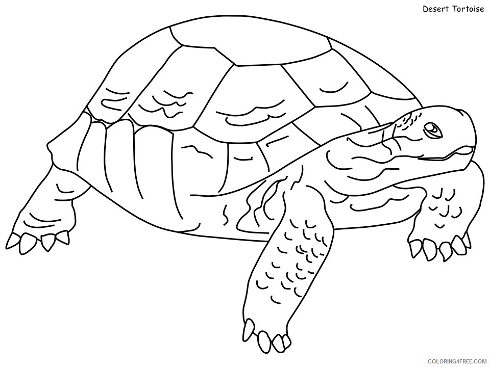 Tortoise Coloring Pages Animal Printable Sheets desert tortoise 2021 4801 Coloring4free