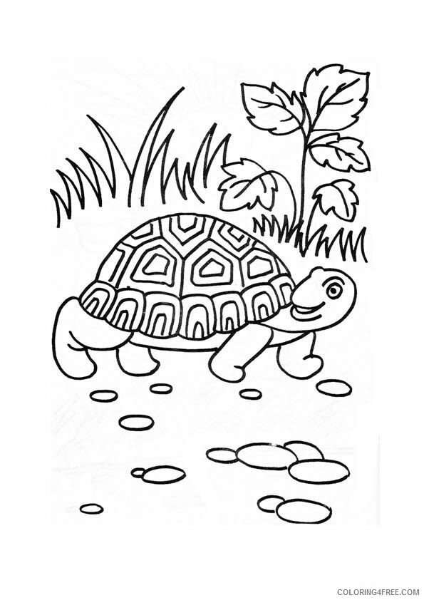 Tortoise Coloring Sheets Animal Coloring Pages Printable 2021 4415 Coloring4free