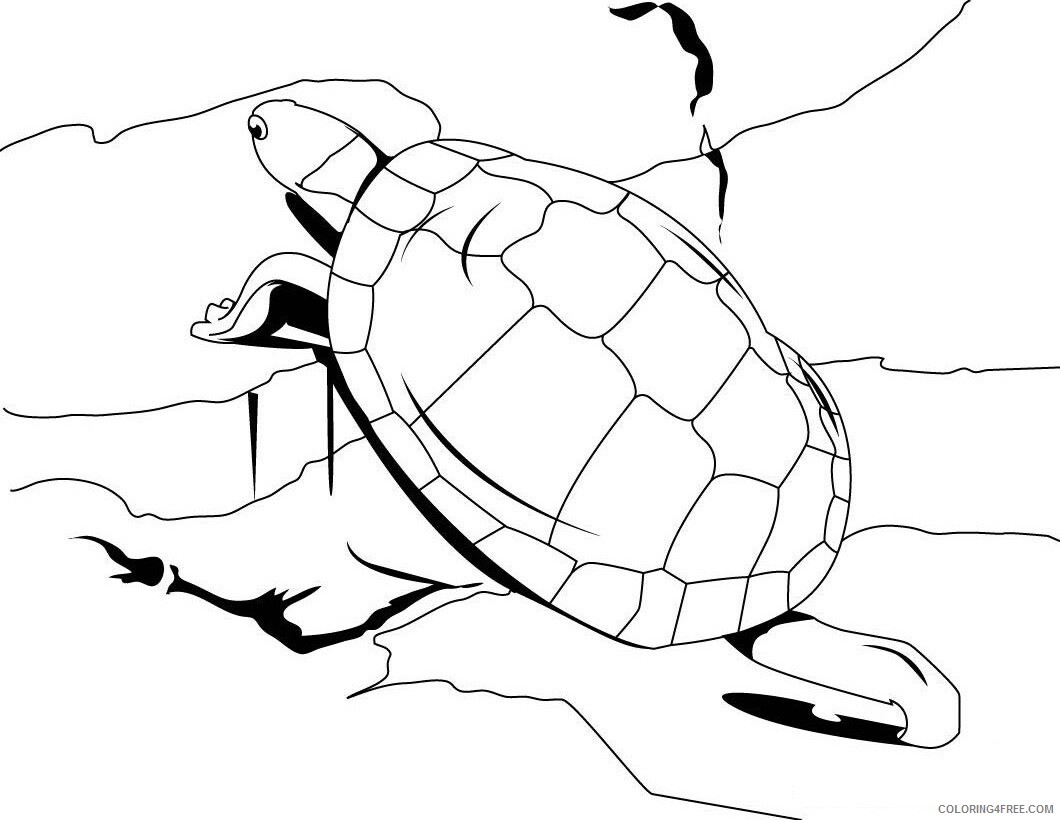 Tortoise Coloring Sheets Animal Coloring Pages Printable 2021 4422 Coloring4free