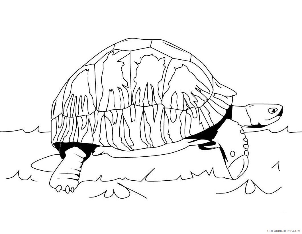 Tortoise Coloring Sheets Animal Coloring Pages Printable 2021 4426 Coloring4free