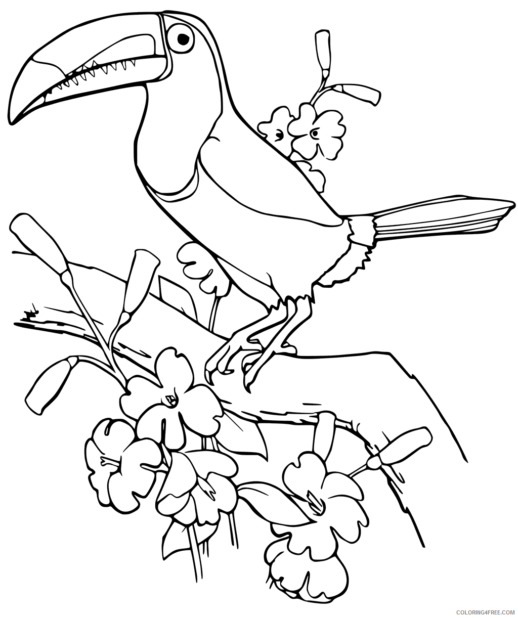 Toucan Coloring Pages Animal Printable Sheets Printable Toucan 2021 4818 Coloring4free