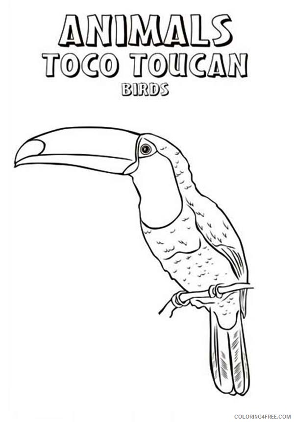 Toucan Coloring Pages Animal Printable Sheets Toco Toucan Bird 2021 4820 Coloring4free