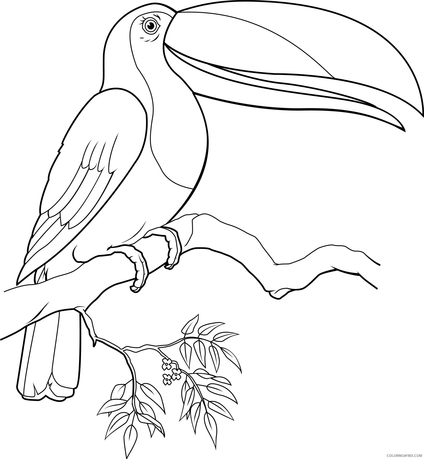 Toucan Coloring Pages Animal Printable Sheets Toucan 2021 4827 Coloring4free