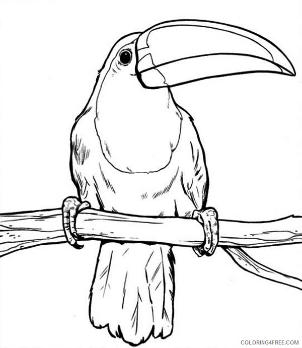 Toucan Coloring Pages Animal Printable Sheets Toucan Rest After Hunting 2021 4832 Coloring4free