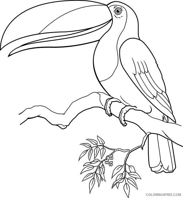 Toucan Coloring Pages Animal Printable Sheets Toucan Singing 2021 4833 Coloring4free