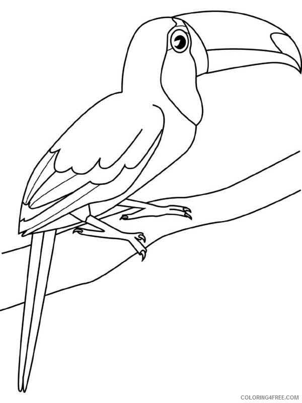 Toucan Coloring Pages Animal Printable Sheets Toucan Sitting 2021 4834 Coloring4free