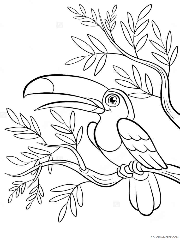 Toucan Coloring Pages Animal Printable Sheets Toucan birds 12 2021 4823 Coloring4free