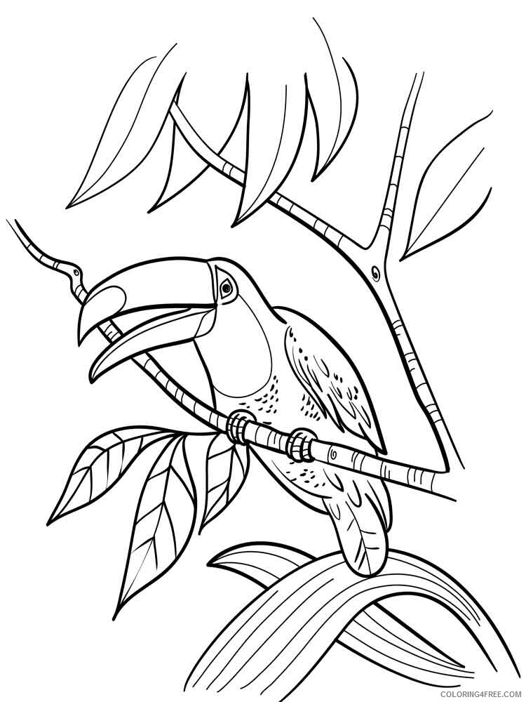Toucan Coloring Pages Animal Printable Sheets Toucan birds 13 2021 4824 Coloring4free