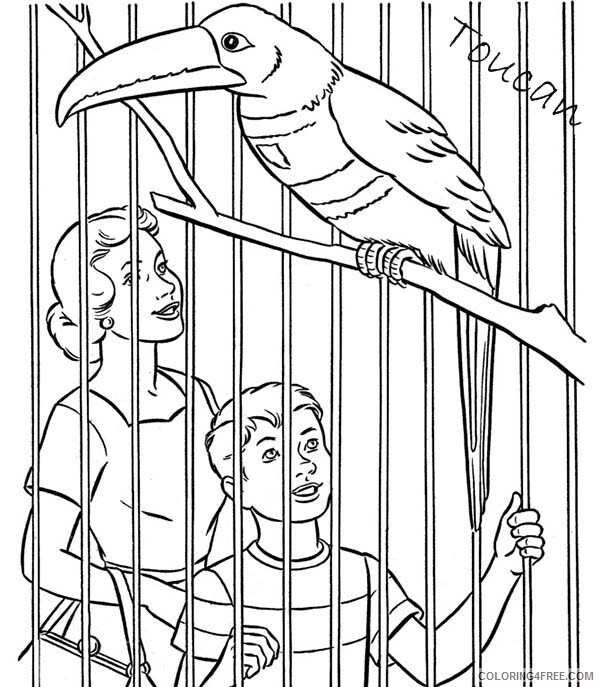 Toucan Coloring Pages Animal Printable Sheets Toucan in a Zoo 2021 4830 Coloring4free