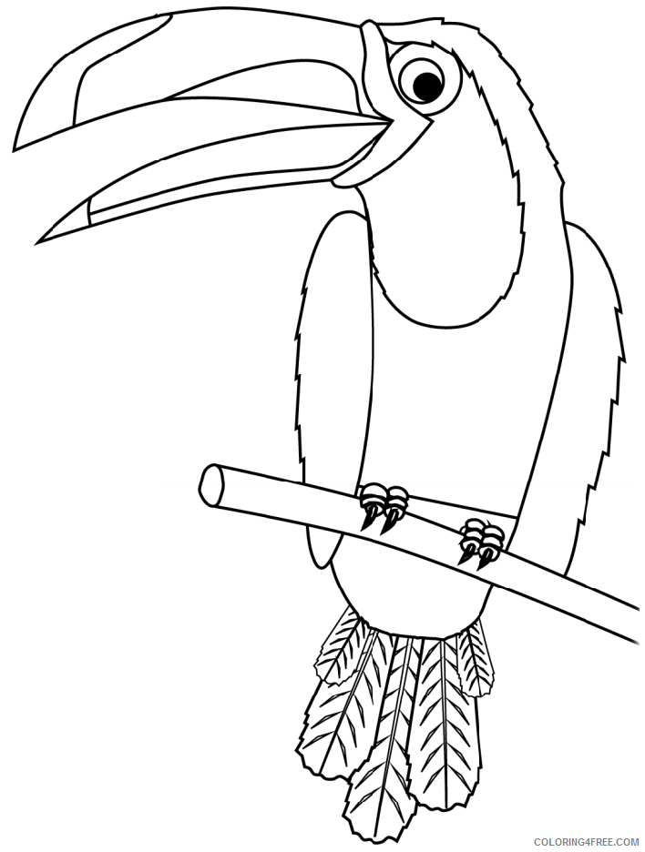 Toucan Coloring Pages Animal Printable Sheets toucan on branch 2021 4831 Coloring4free