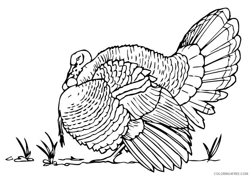Turkey Coloring Sheets Animal Coloring Pages Printable 2021 4462 Coloring4free