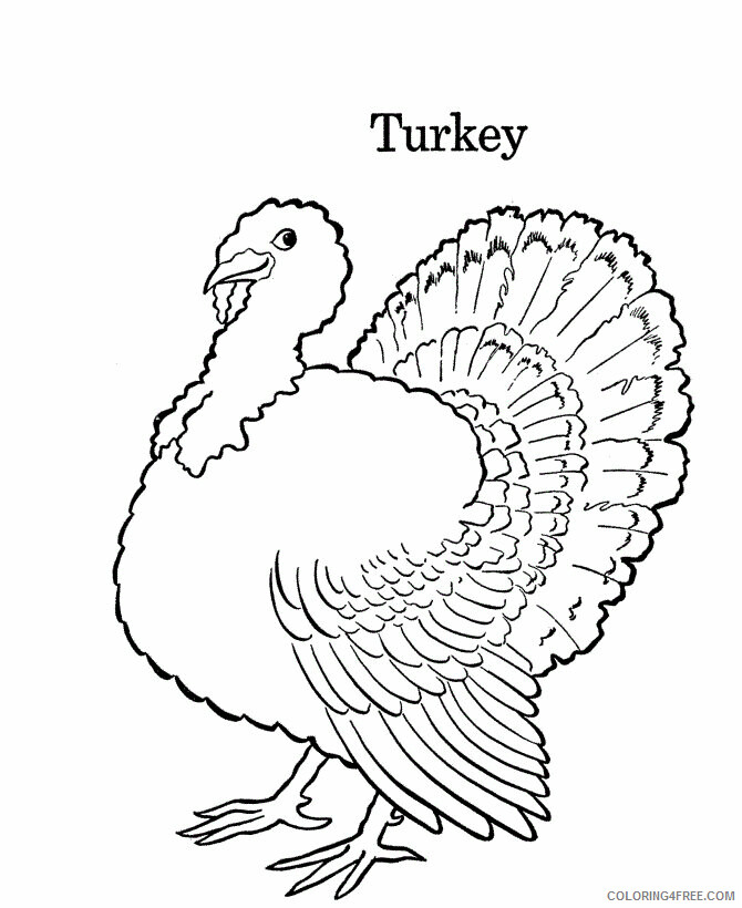Turkeys Coloring Pages Animal Printable Sheets of a Turkey 2021 4860 Coloring4free