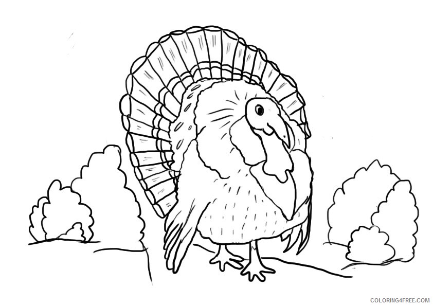 Turkeys Coloring Pages Animal Printable Sheets of a Turkey 2021 4862 Coloring4free