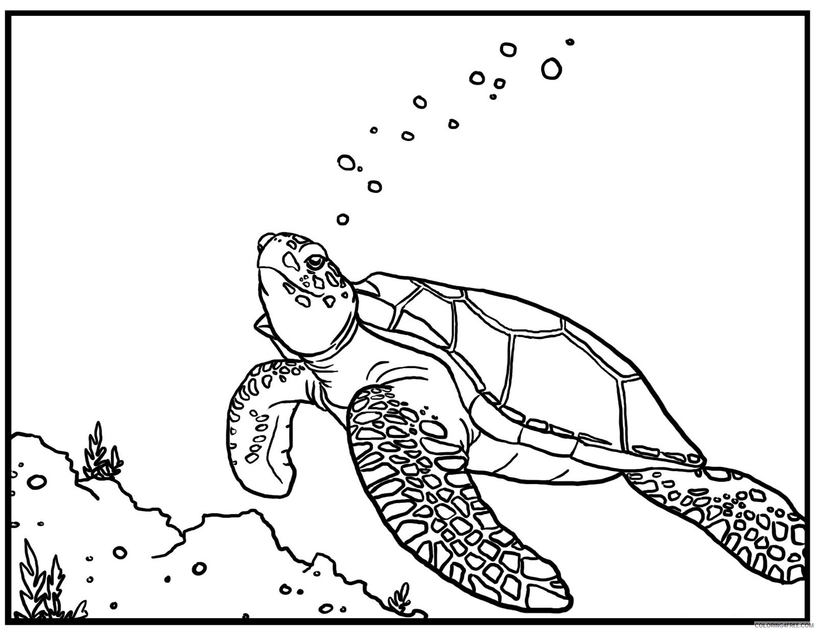 Turtle Coloring Pages Animal Printable Sheets Turtle Images 2021 4905 Coloring4free