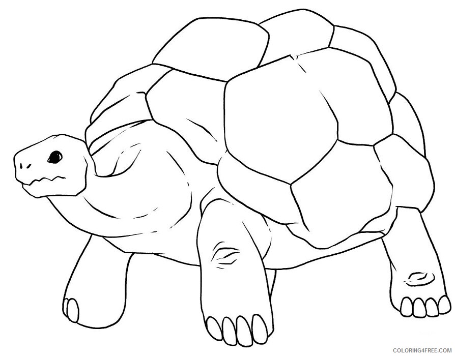 Turtle Coloring Sheets Animal Coloring Pages Printable 2021 4519 Coloring4free